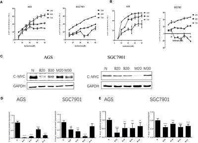 Berberine Attenuated Proliferation, Invasion and Migration by Targeting the AMPK/HNF4α/WNT5A Pathway in Gastric Carcinoma